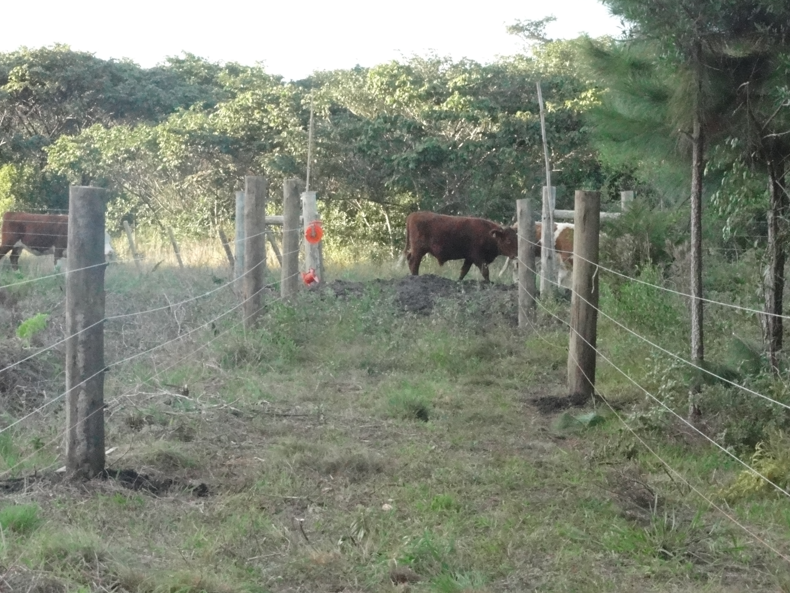 20120530 Fazenda Pontilhão bovinos ingazeiros cerca elétrica 001.jpg