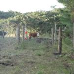20120530 Fazenda Pontilhão bovinos ingazeiros cerca elétrica 002.jpg