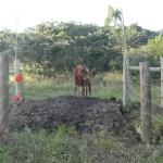 20120530 Fazenda Pontilhão bovinos ingazeiros cerca elétrica 004.jpg