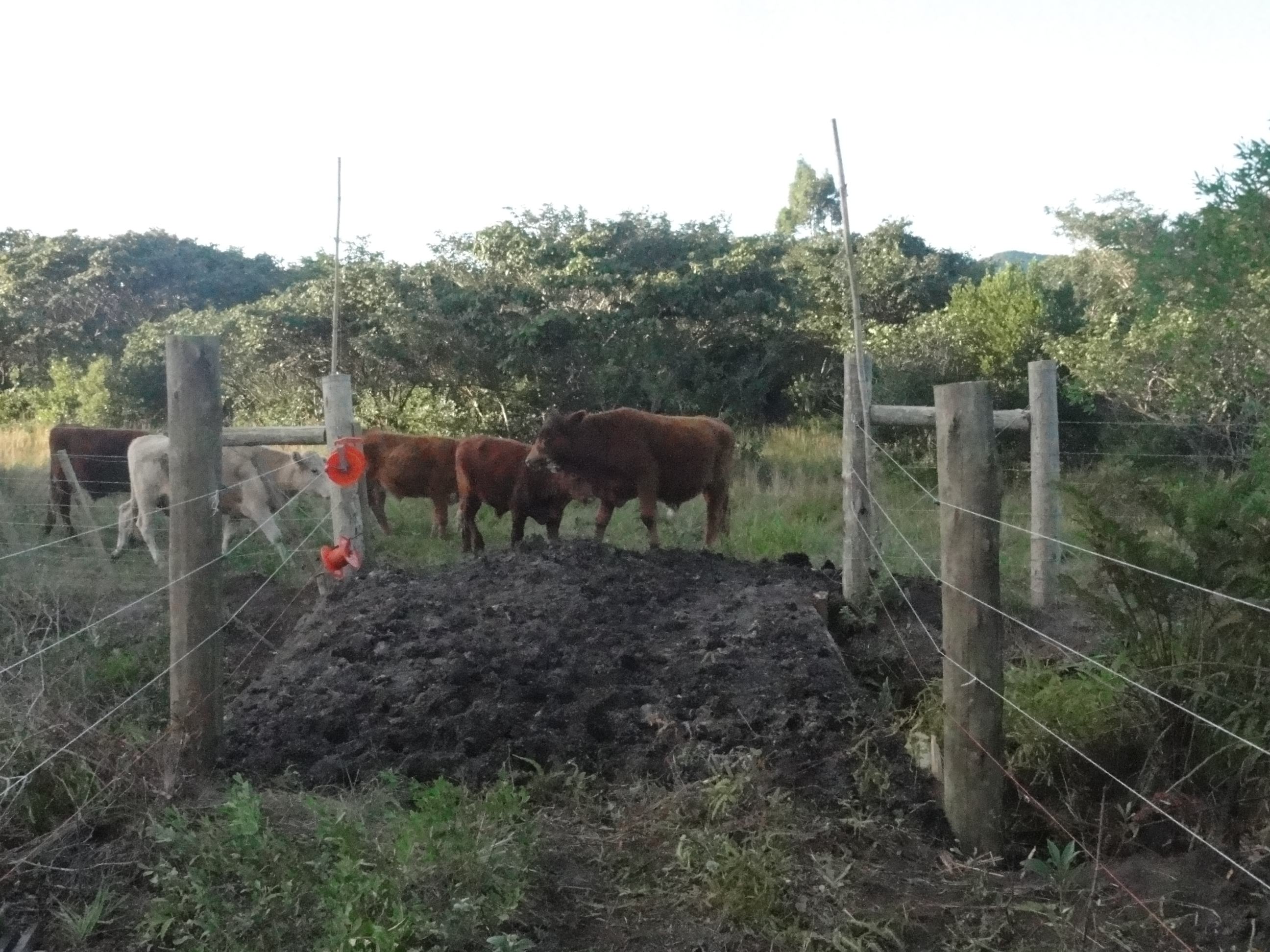 20120530 Fazenda Pontilhão bovinos ingazeiros cerca elétrica 005.jpg
