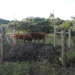 20120530 Fazenda Pontilhão bovinos ingazeiros cerca elétrica 005.jpg