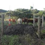 20120530 Fazenda Pontilhão bovinos ingazeiros cerca elétrica 006.jpg