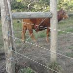 20120530 Fazenda Pontilhão bovinos ingazeiros cerca elétrica 007.jpg