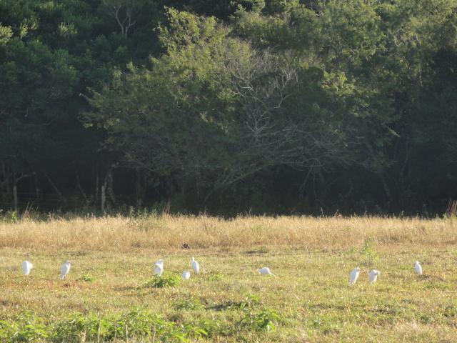 20120613 Fazenda Ornitofauna Aves na Pastagem pequenos animais.jpg