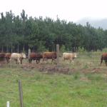 20120620 Fazenda Troca piquete gado corte bovinocultura lavoura-pecuária pivô 001.jpg