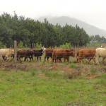 20120620 Fazenda Troca piquete gado corte bovinocultura lavoura-pecuária pivô 002.jpg