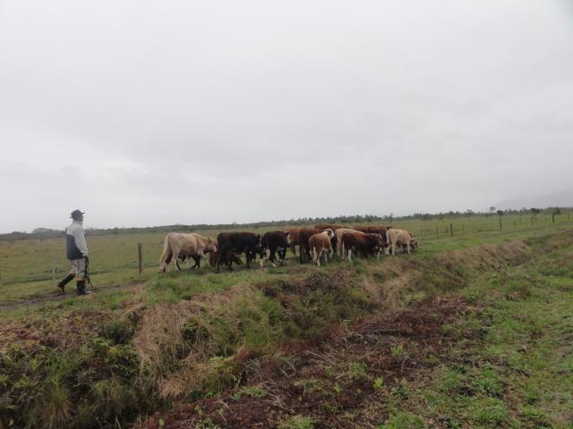 20120620 Fazenda Troca piquete gado corte bovinocultura lavoura-pecuária pivô 004.jpg