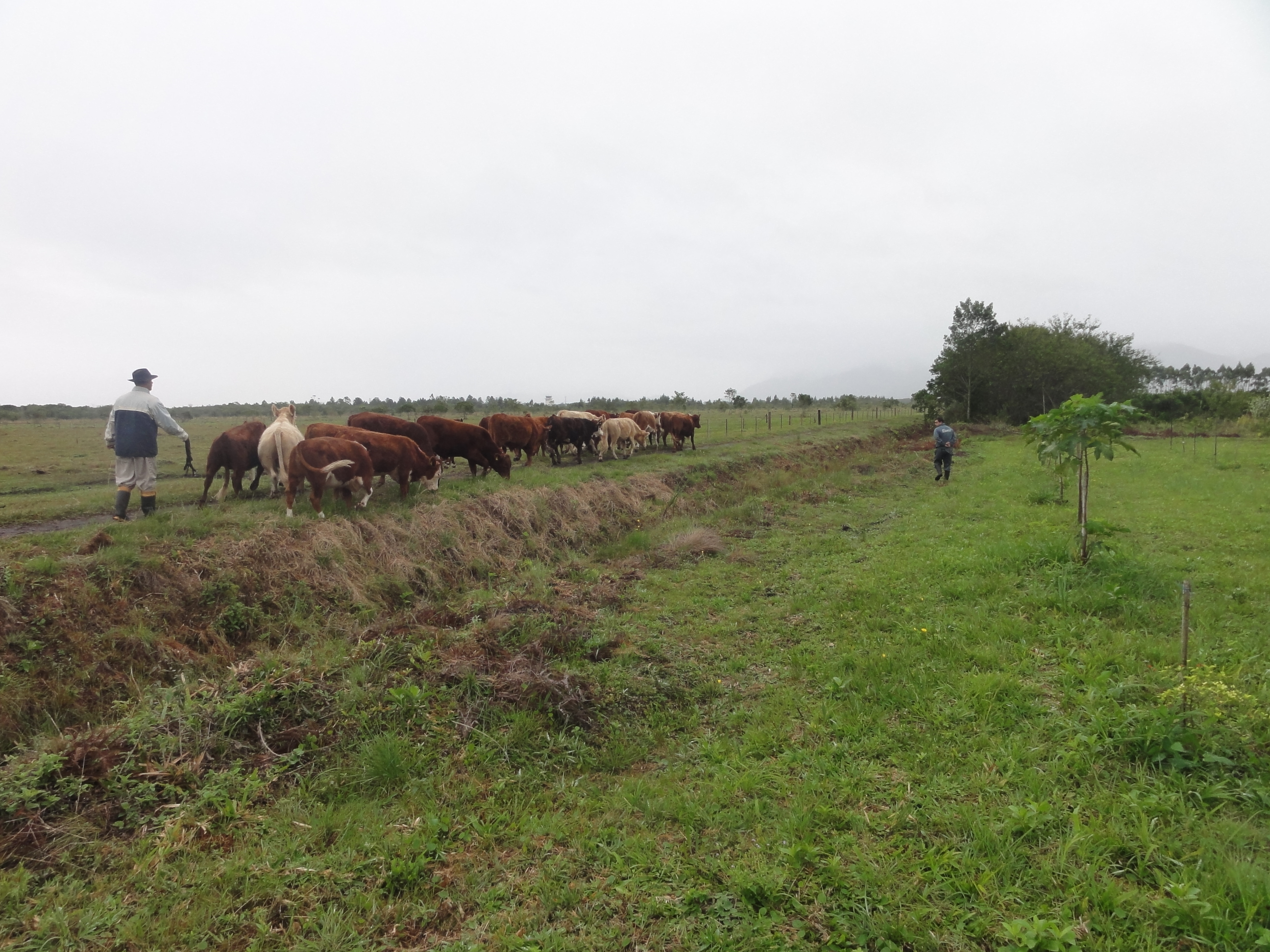 20120620 Fazenda Troca piquete gado corte bovinocultura lavoura-pecuária pivô 005.jpg