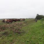 20120620 Fazenda Troca piquete gado corte bovinocultura lavoura-pecuária pivô 005.jpg