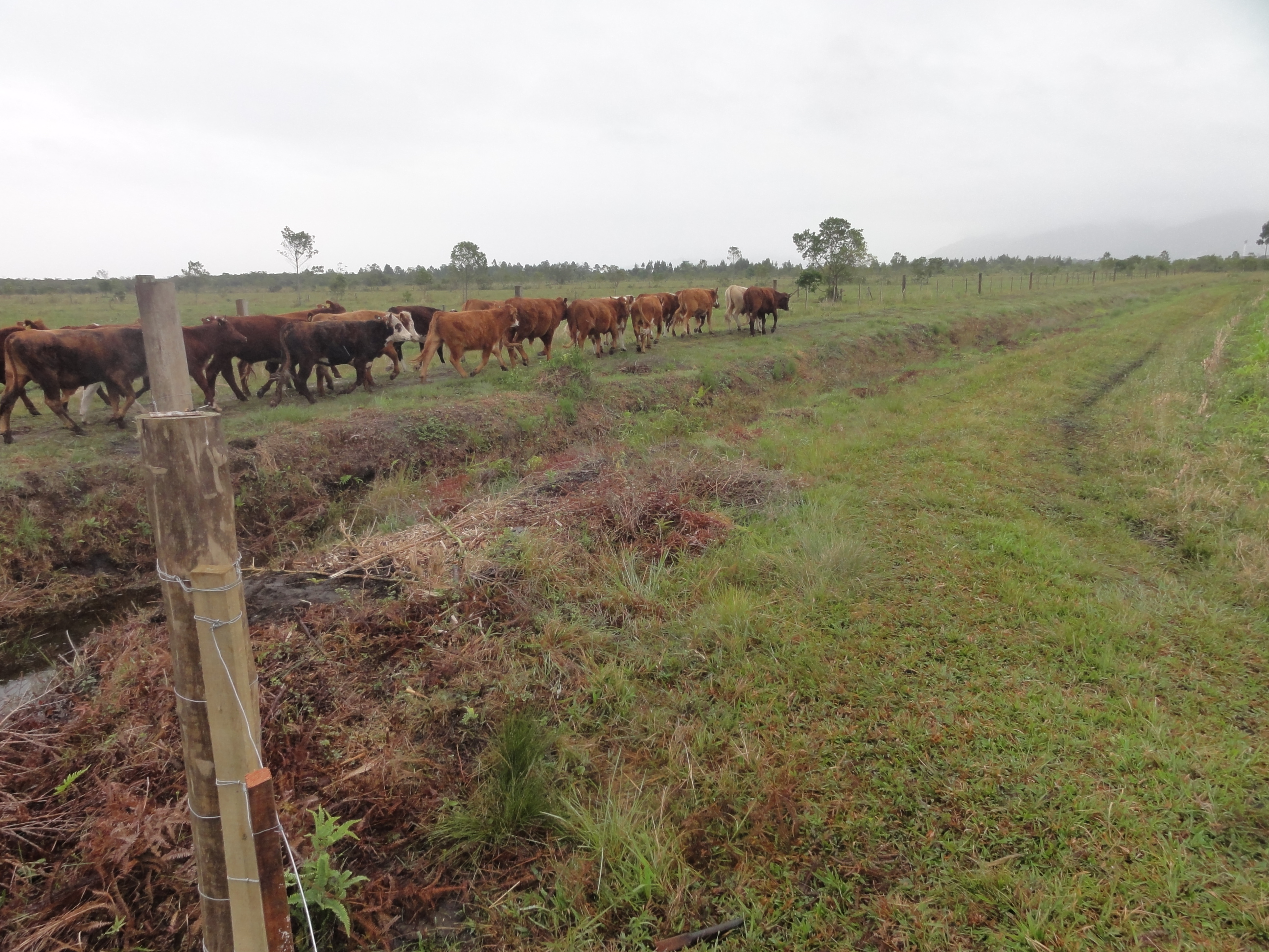 20120620 Fazenda Troca piquete gado corte bovinocultura lavoura-pecuária pivô 006.jpg