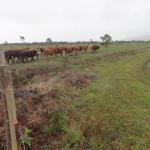 20120620 Fazenda Troca piquete gado corte bovinocultura lavoura-pecuária pivô 006.jpg