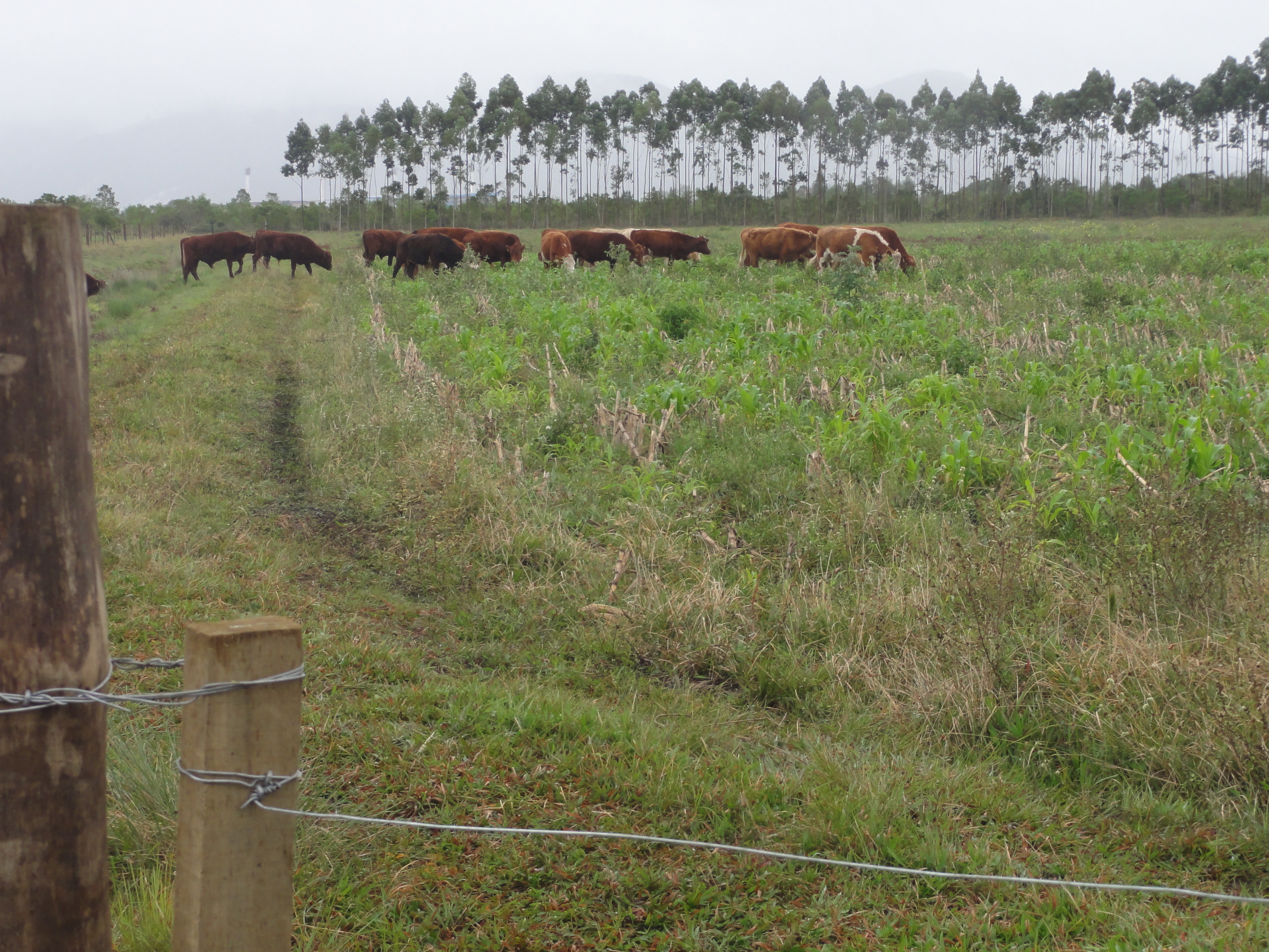 20120620 Fazenda Troca piquete gado corte bovinocultura lavoura-pecuária pivô 007.jpg