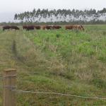 20120620 Fazenda Troca piquete gado corte bovinocultura lavoura-pecuária pivô 007.jpg