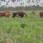 20120620 Fazenda Troca piquete gado corte bovinocultura lavoura-pecuária pivô 009.jpg