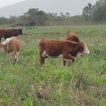 20120620 Fazenda Troca piquete gado corte bovinocultura lavoura-pecuária pivô 010.jpg