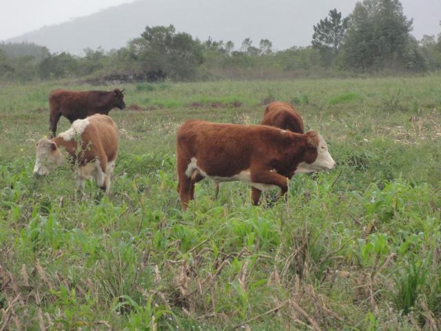 20120620 Fazenda Troca piquete gado corte bovinocultura lavoura-pecuária pivô 010.jpg