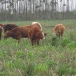 20120620 Fazenda Troca piquete gado corte bovinocultura lavoura-pecuária pivô 011.jpg