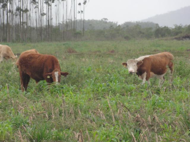 20120620 Fazenda Troca piquete gado corte bovinocultura lavoura-pecuária pivô 012.jpg