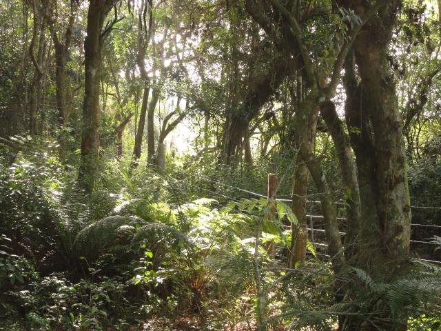 20120626 Fazenda Floresta avançada e área Siscal 001.jpg