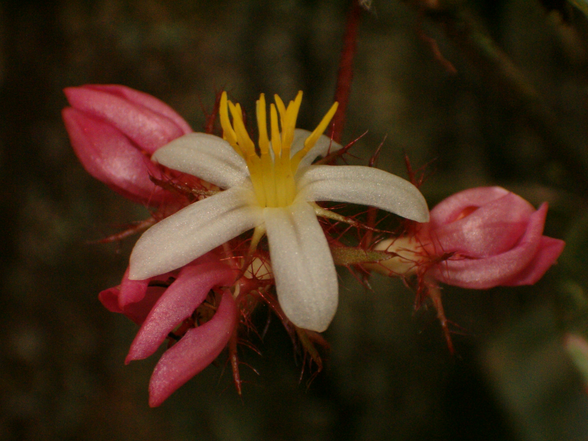 FLOR038166_3.jpg