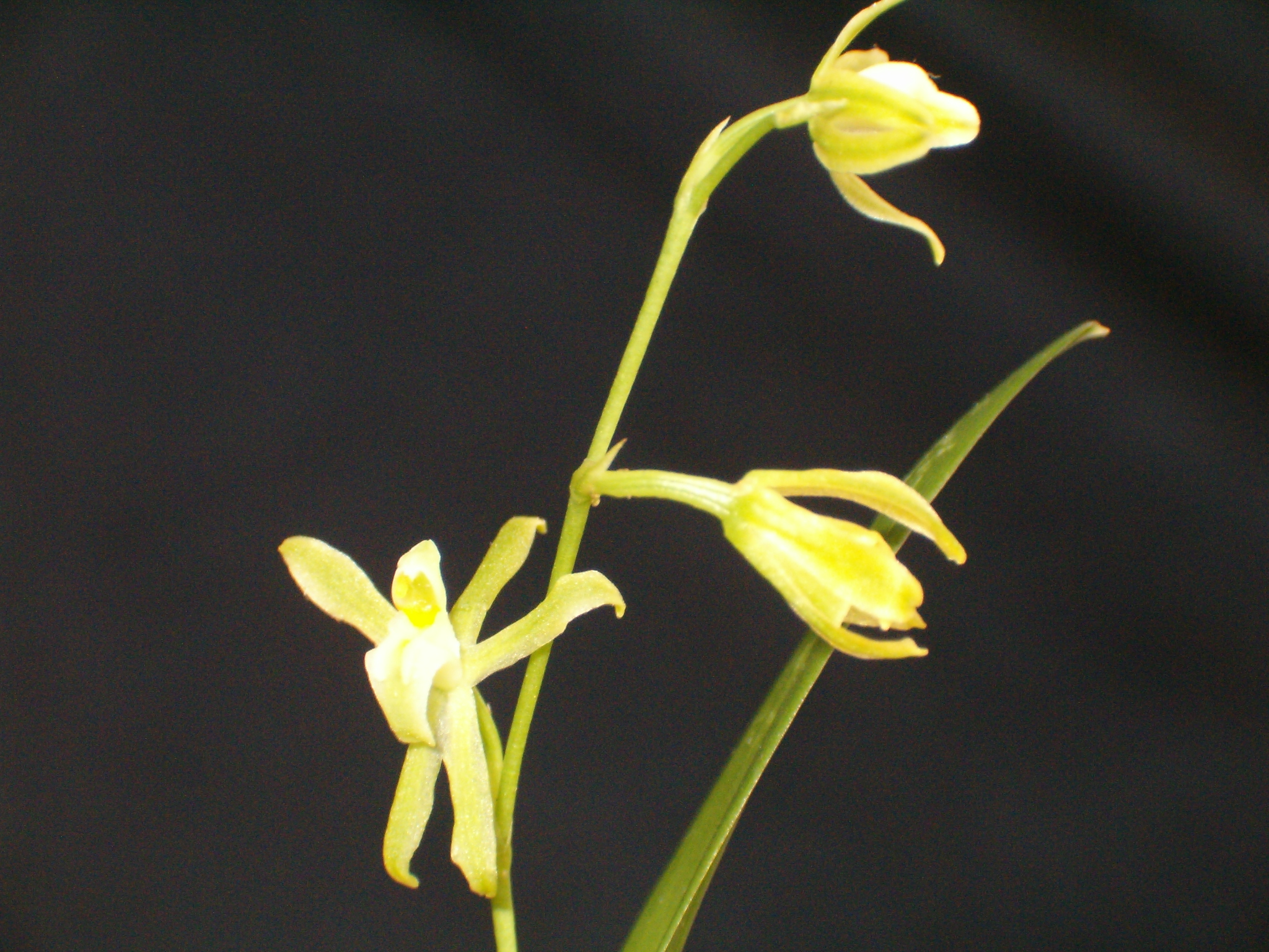 FLOR038469_5.jpg