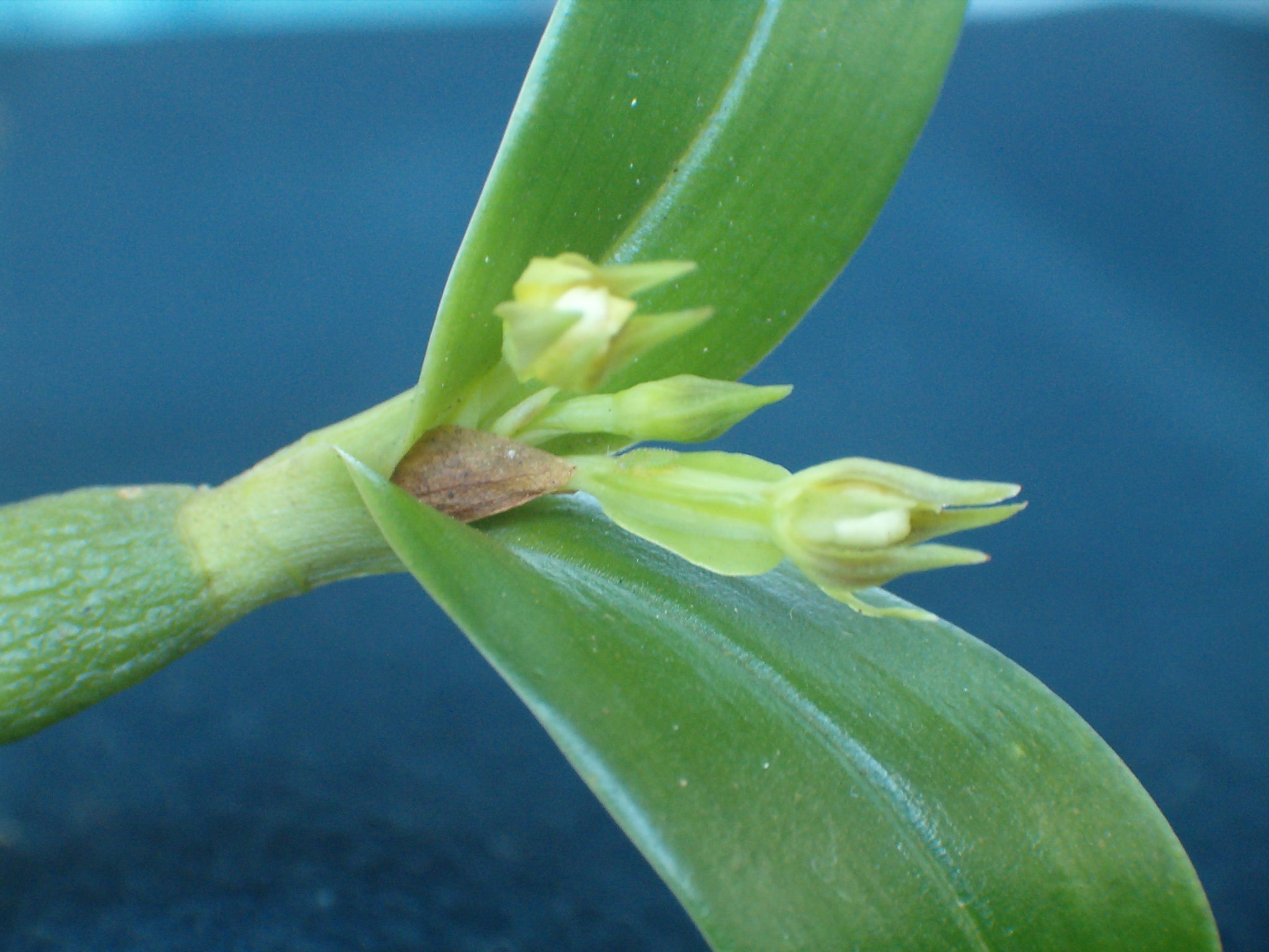 FLOR038471_6.jpg