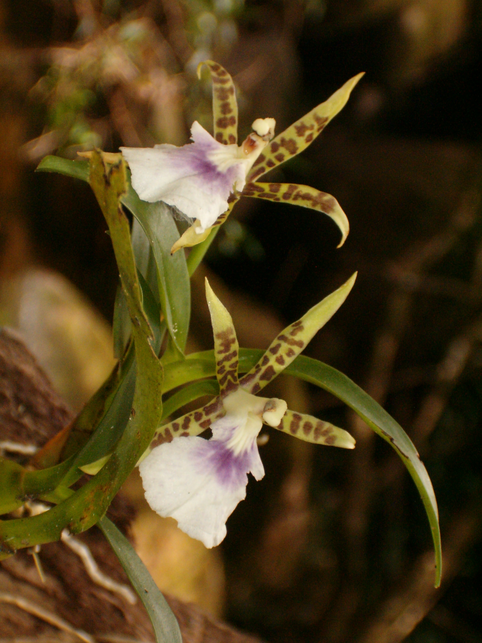 FLOR038472_1.jpg
