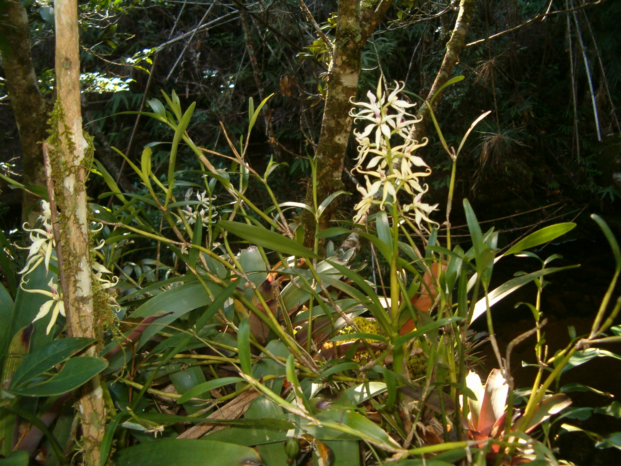 FLOR038640_8.jpg