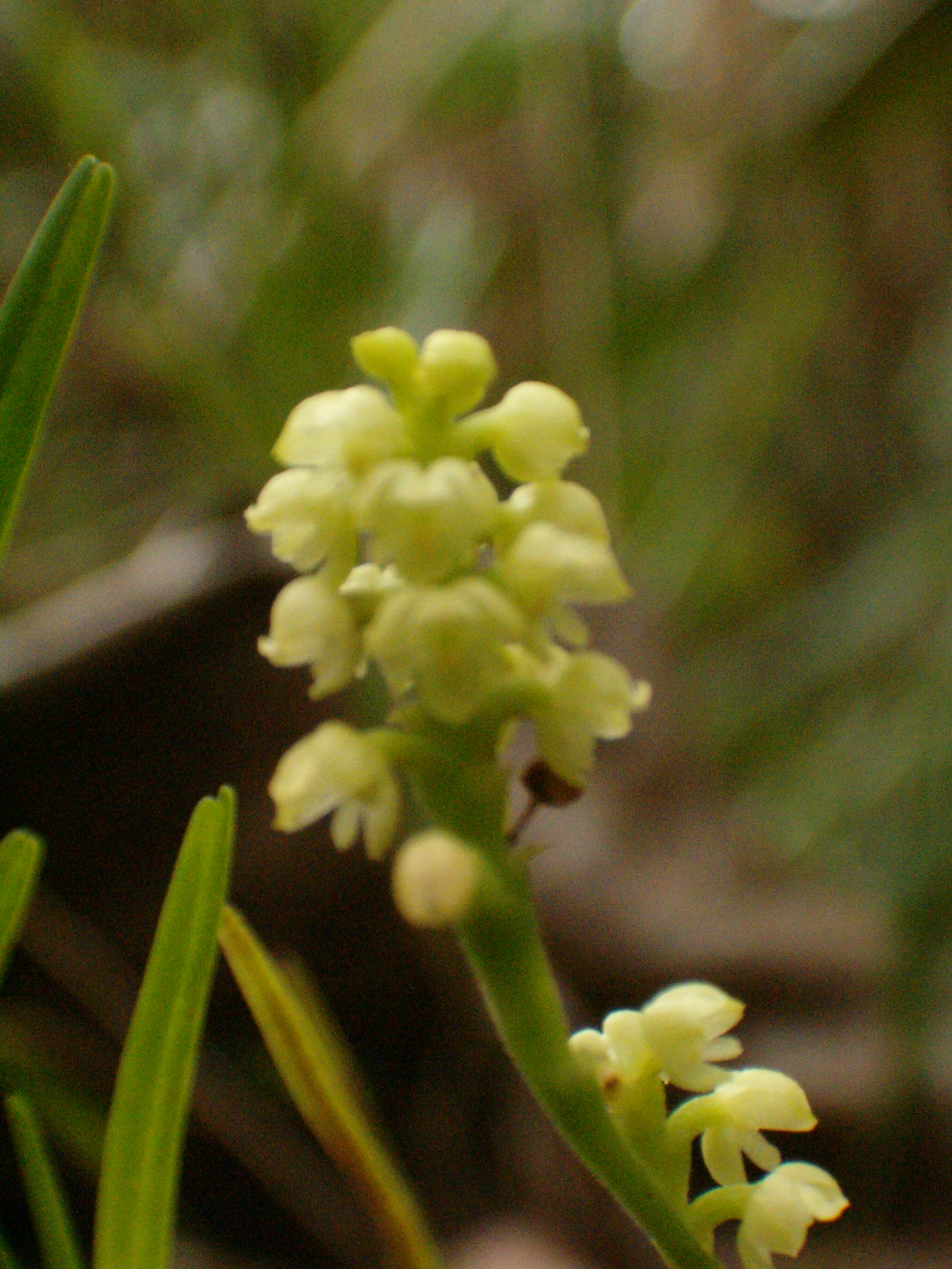 FLOR038644_2.jpg