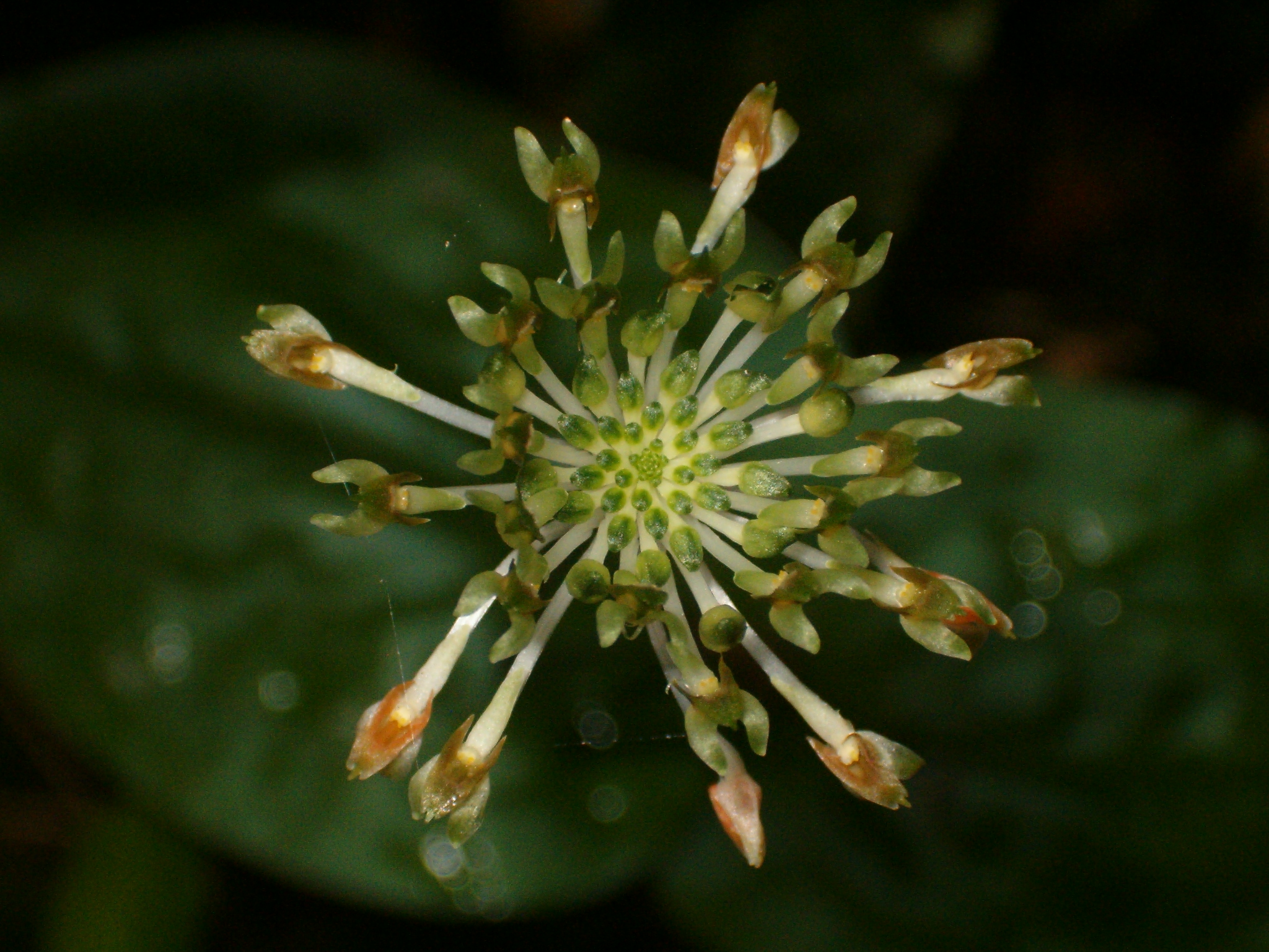 FLOR038645_2.jpg