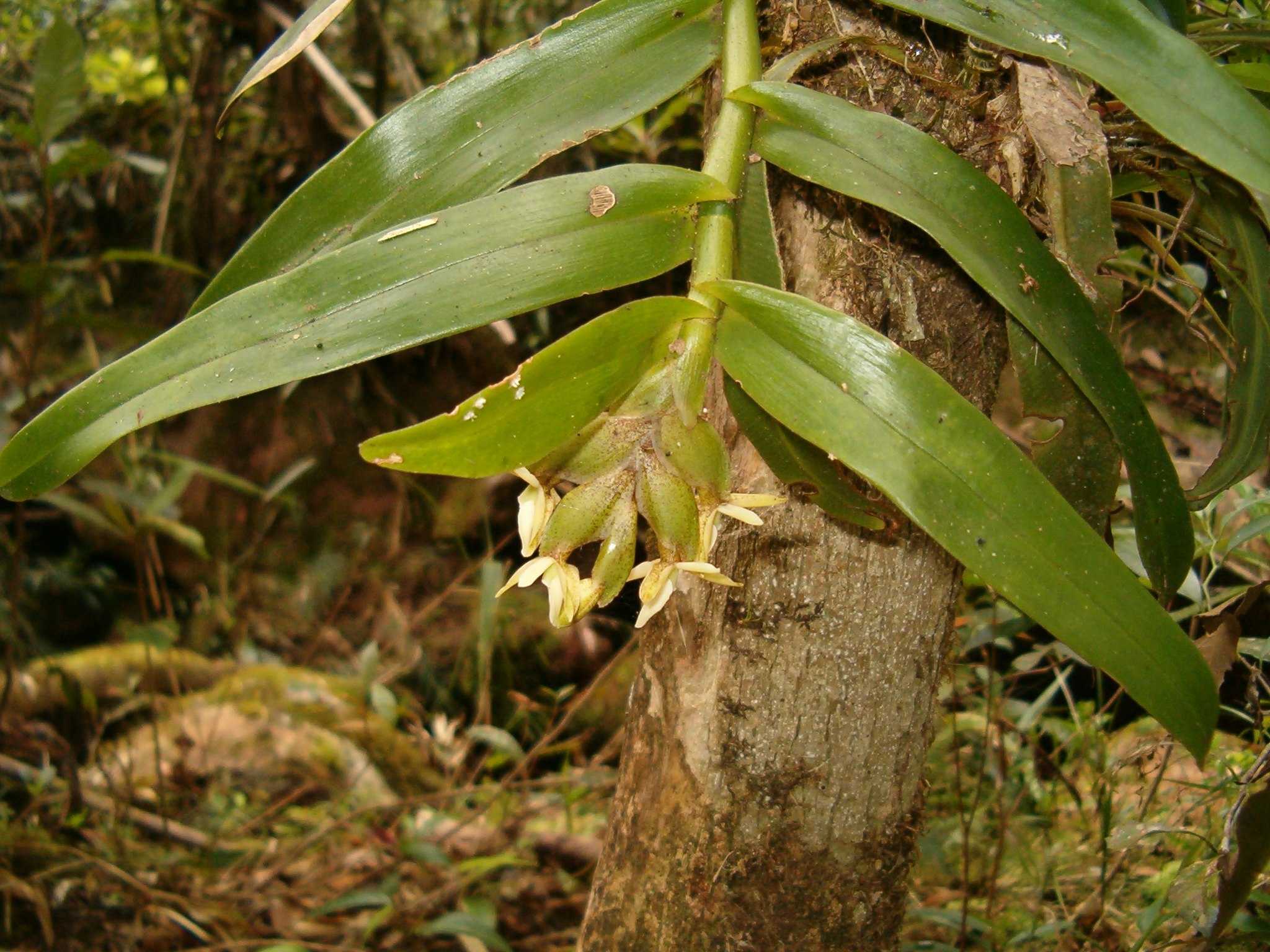 FLOR038649_15.jpg