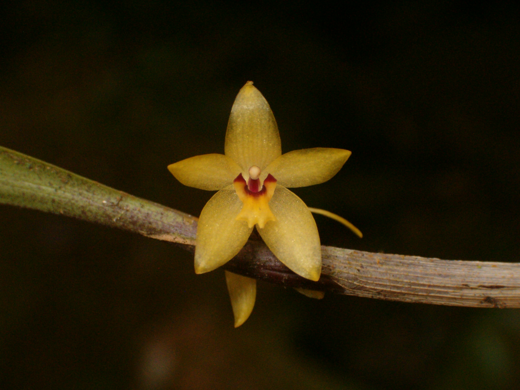 FLOR038651_1.jpg