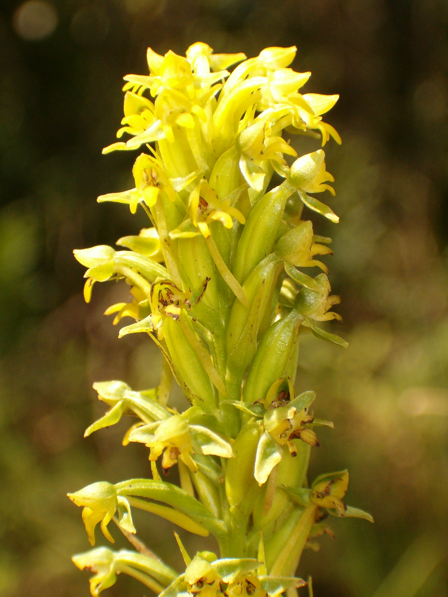 FLOR038659_2.jpg