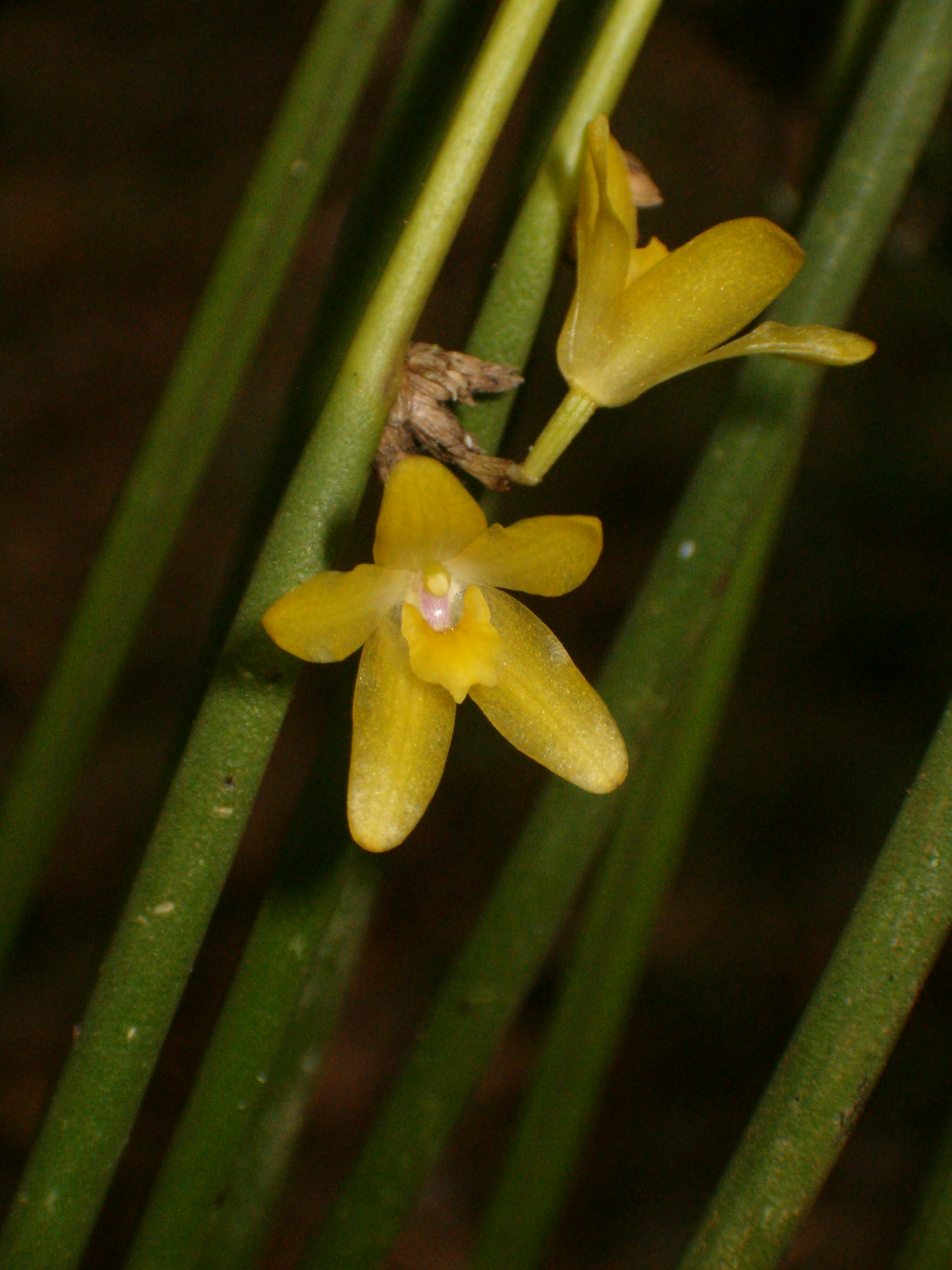 FLOR038665_1.jpg