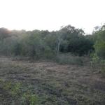 20120809 Fazenda Mata Floresta Área Pivô 001.jpg