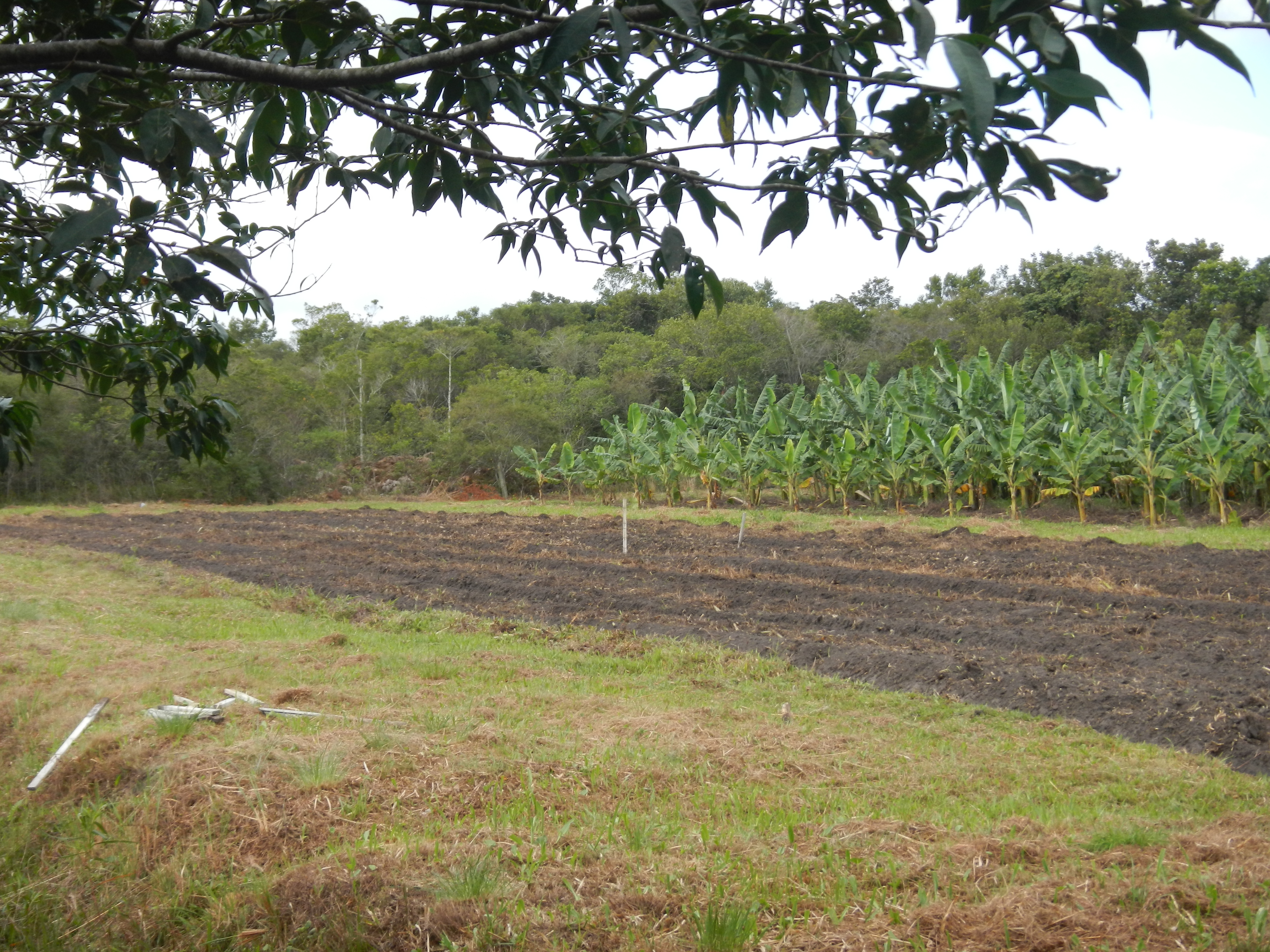 20120816 Fazenda Área preparada para Melancias e Bananal.jpg