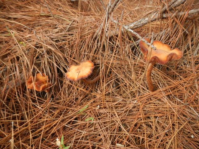 20120816 Fazenda Cogumelos nos pinus.jpg