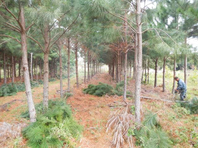20120816 Fazenda Silvicultura Pinus Raleio corte 001.jpg