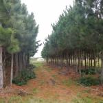 20120816 Fazenda Silvicultura Pinus Raleio corte 002.jpg