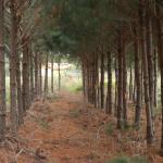 20120816 Fazenda Silvicultura Pinus Raleio corte 003.jpg
