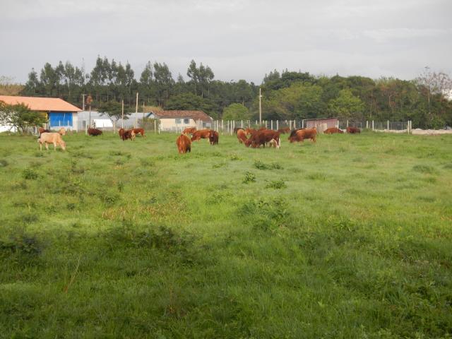 20120821 Fazenda Bovinocultura Pastagem lado bracatingal 005.jpg