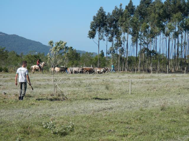 20120822 Fazenda Bovinocultura Manejo Gado corte novo 002.jpg