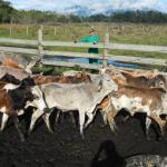 20120829 Fazenda Bovinocultura manejo gado de corte zootecnia 005.jpg