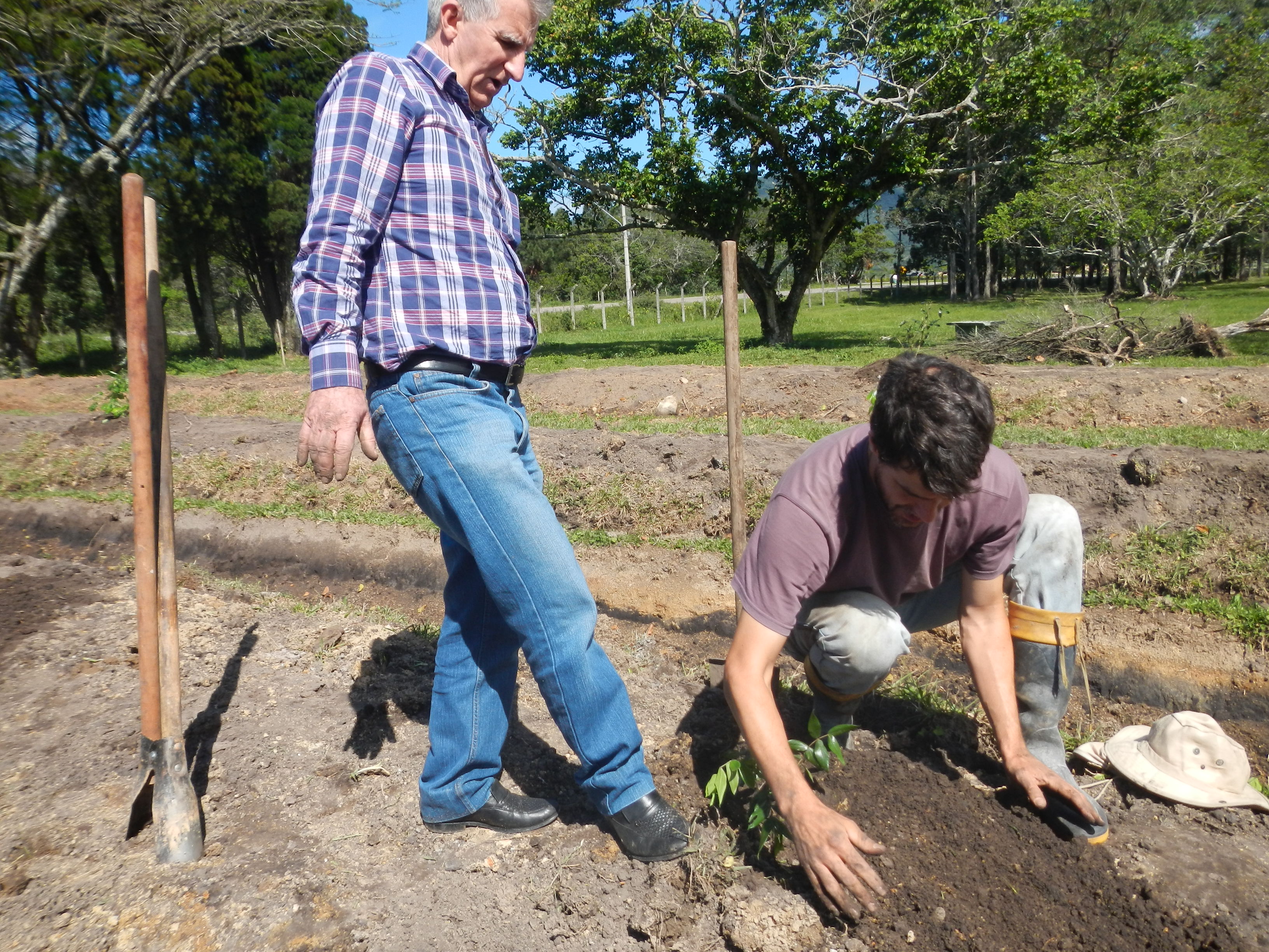 20120913 Fazenda Campus Sul Plantio Frutíferas Pomar 008.jpg