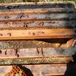 20120926 Fazenda apicultura favo mel superdesenvolvido espaço 001.jpg