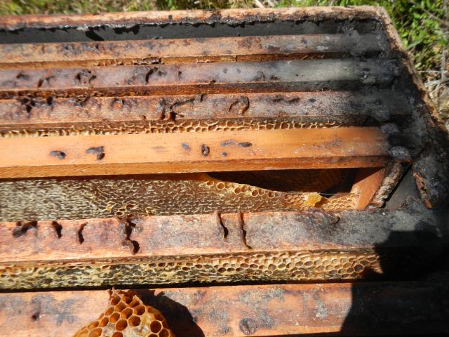 20120926 Fazenda apicultura favo mel superdesenvolvido espaço 001.jpg