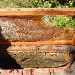 20120926 Fazenda apicultura favo mel superdesenvolvido espaço 002.jpg