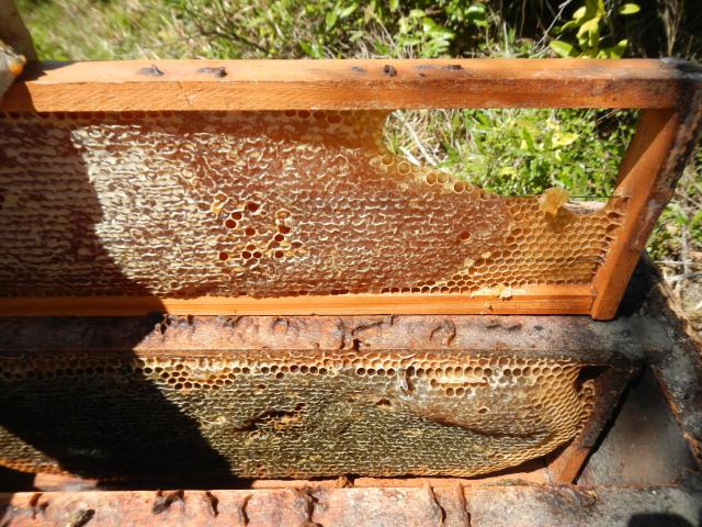20120926 Fazenda apicultura favo mel superdesenvolvido espaço 002.jpg