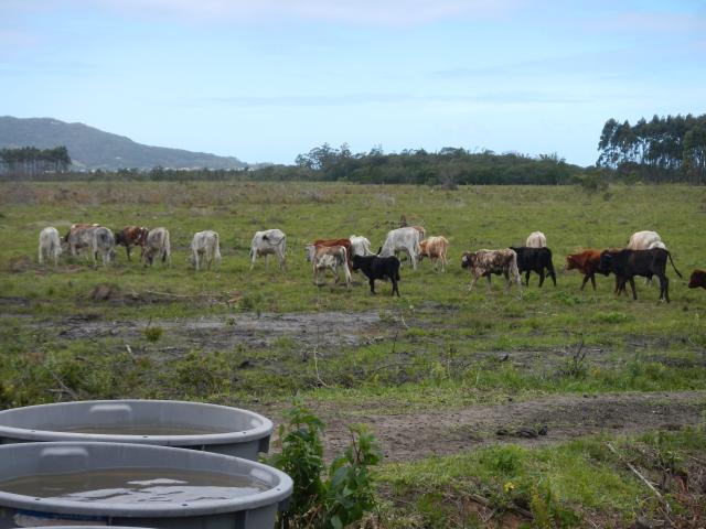 20120928 Fazenda Bovinocultura abastecimento água dessedentação 003 gado.jpg