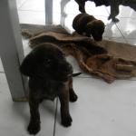 20120929 Fazenda Filhotes cães cachorros para doação 004.jpg